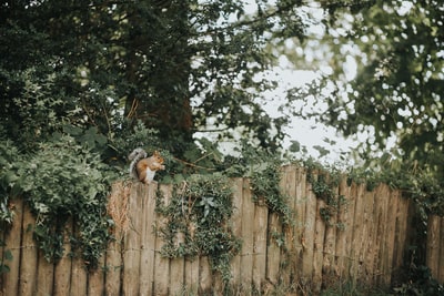 松鼠在木栅栏
